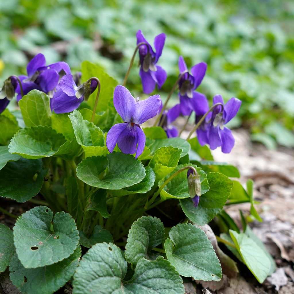 Viola odorata - März-Veilchen