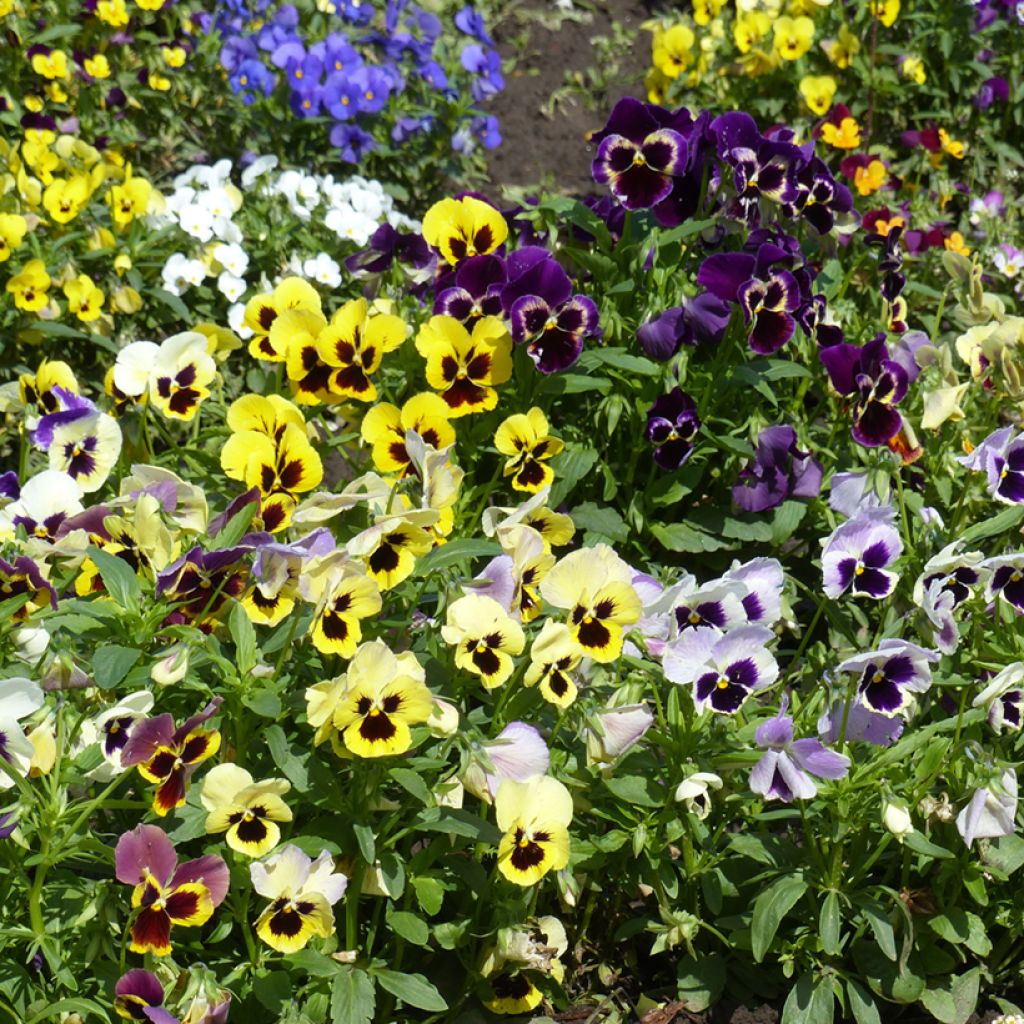 Stiefmütterchen Mix