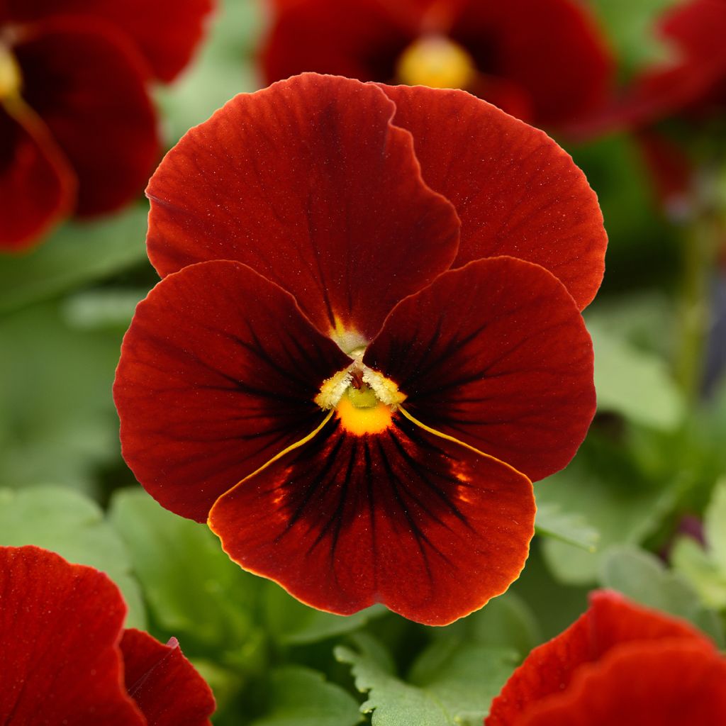 Horn-Veilchen Sorbet Xp Red