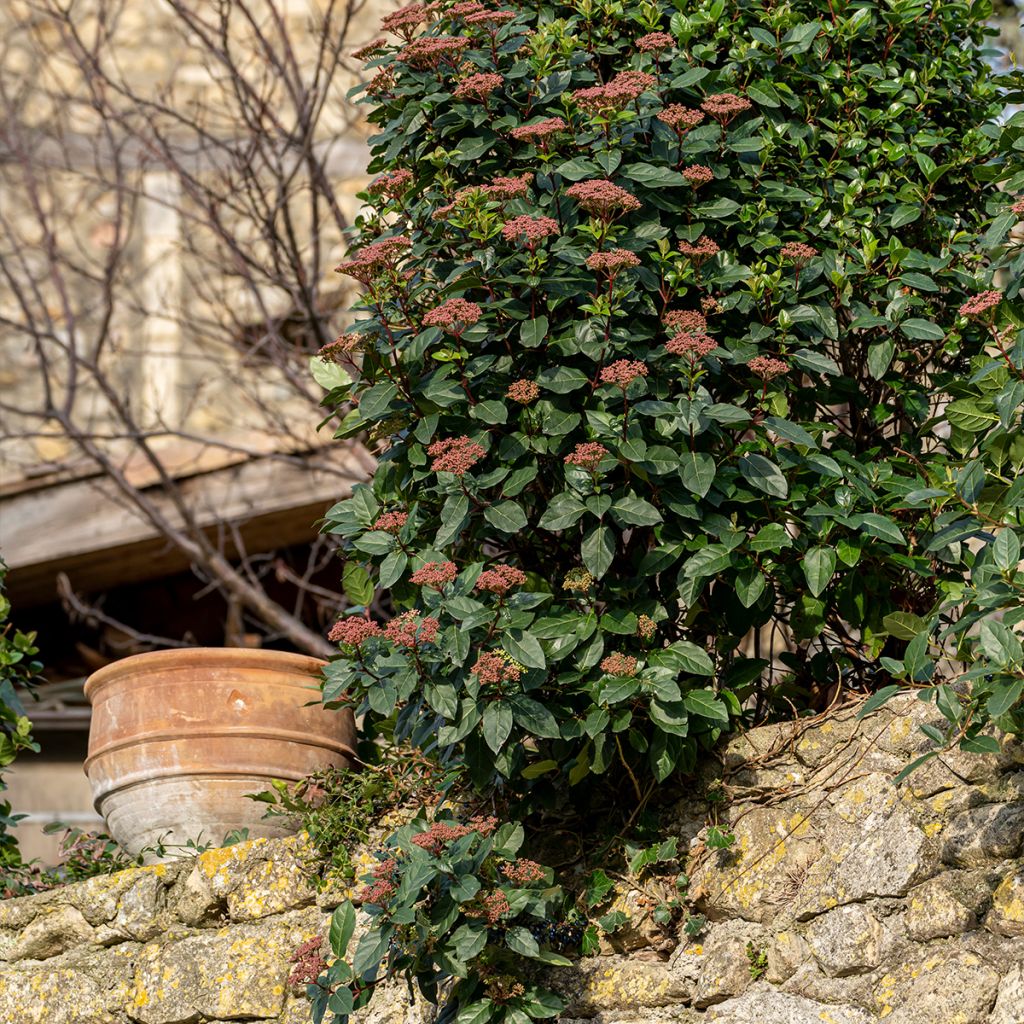 Lorbeerblättriger Schneeball Gwenllian - Viburnum tinus