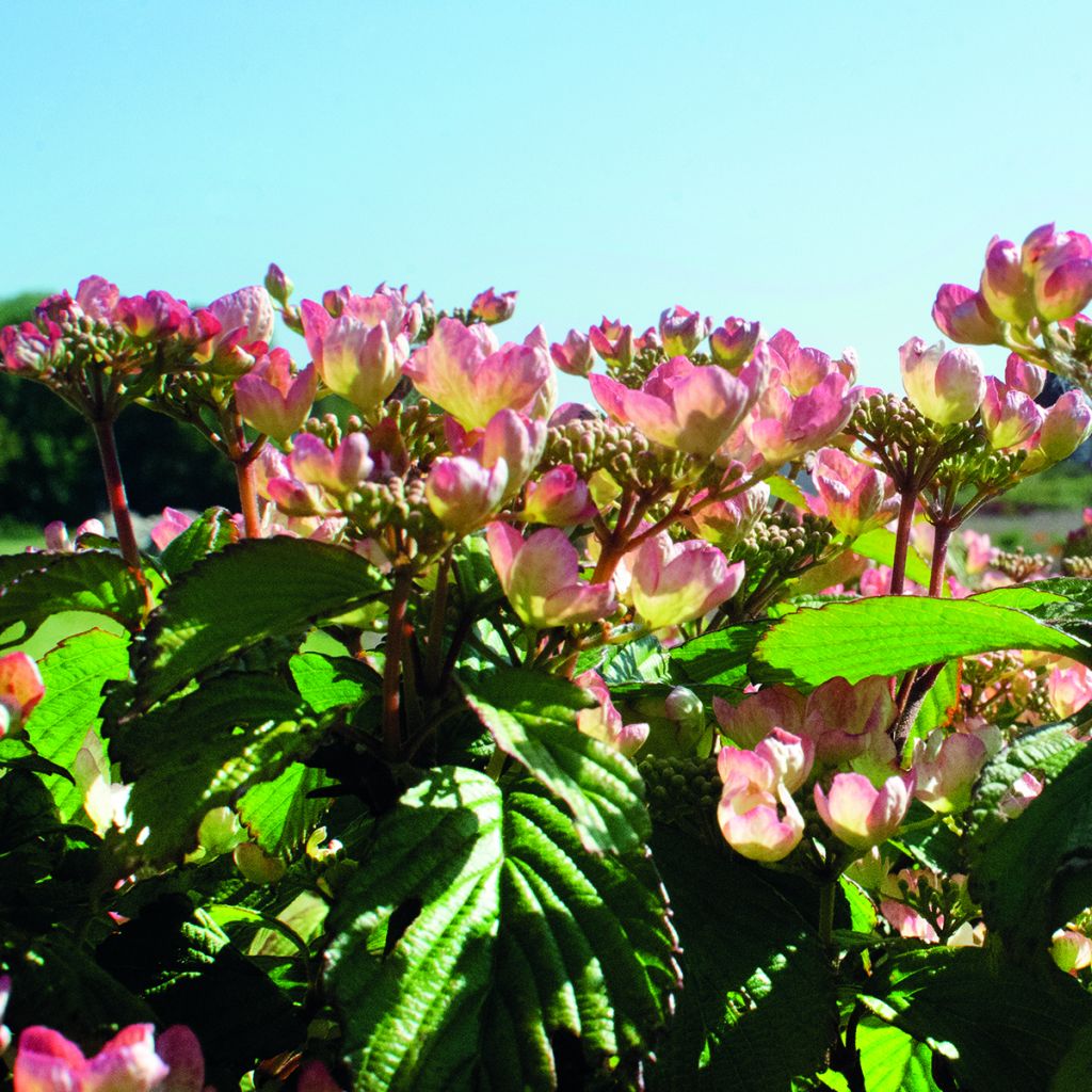 Japanischer Schneeball Pinkimono - Viburnum plicatum Pinkimono