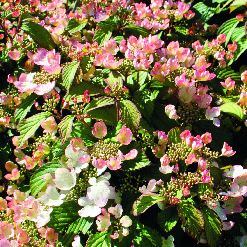 Japanischer Schneeball Pinkimono - Viburnum plicatum Pinkimono