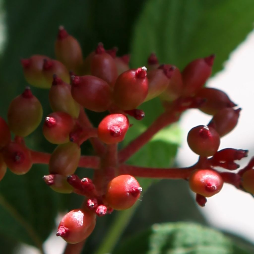 Japanischer Schneeball Pinkimono - Viburnum plicatum Pinkimono