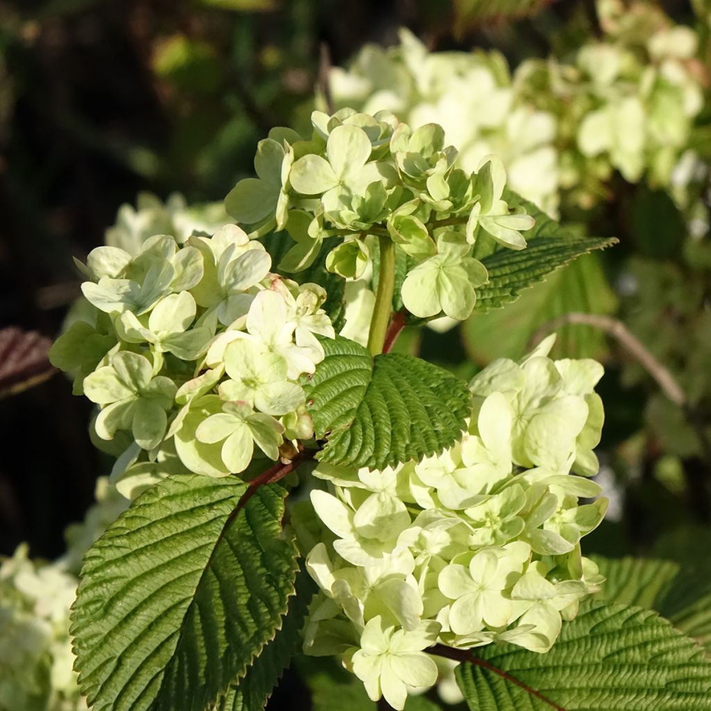Japanischer Schneeball Popcorn - Viburnum plicatum