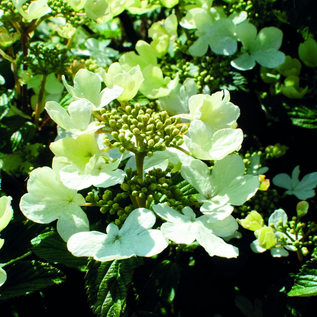 Japanischer Schneeball Shirogami - Viburnum plicatum