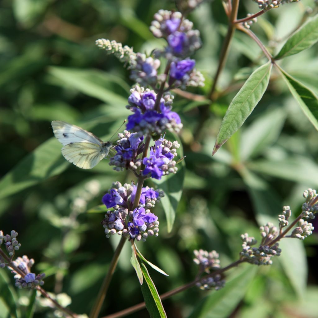 Vitex agnus-castus Queen Bee - Keuschbaum