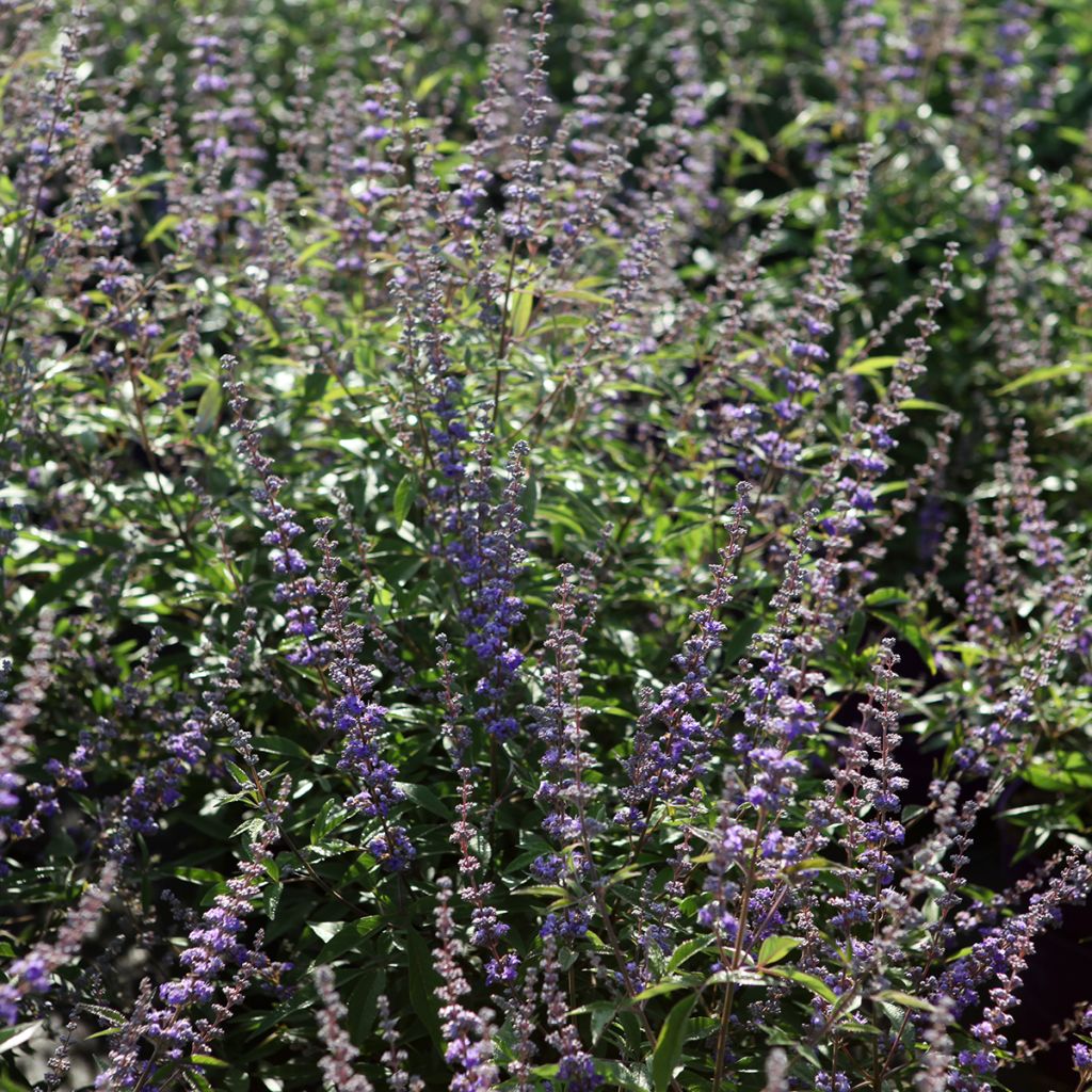 Vitex agnus-castus Queen Bee - Keuschbaum