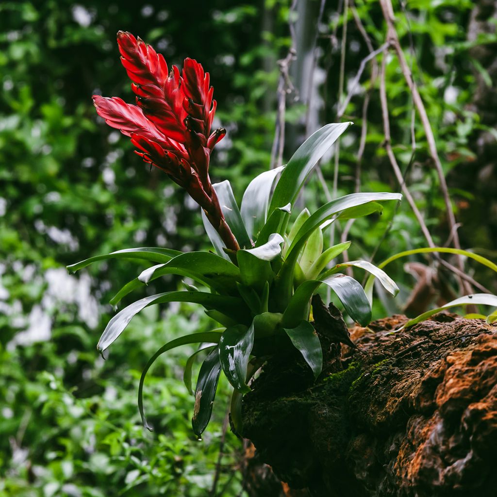 Vriesea Barbara- Bromelie