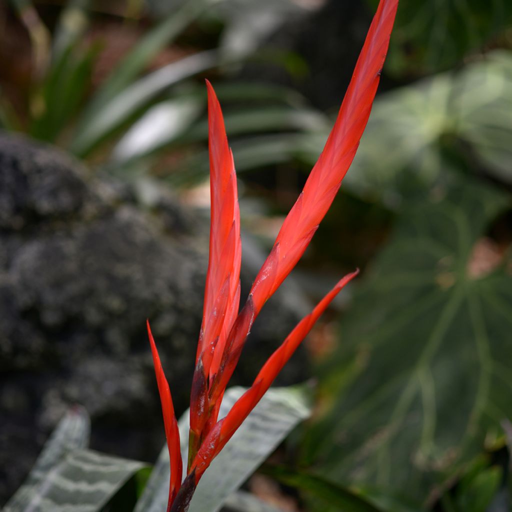 Vriesea Splendide- Bromelie