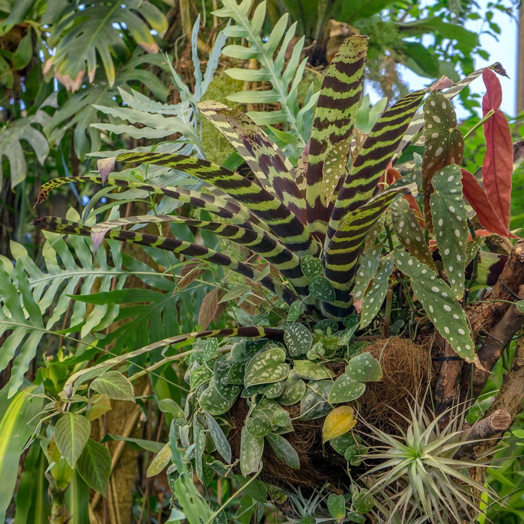 Vriesea Splendide- Bromelie