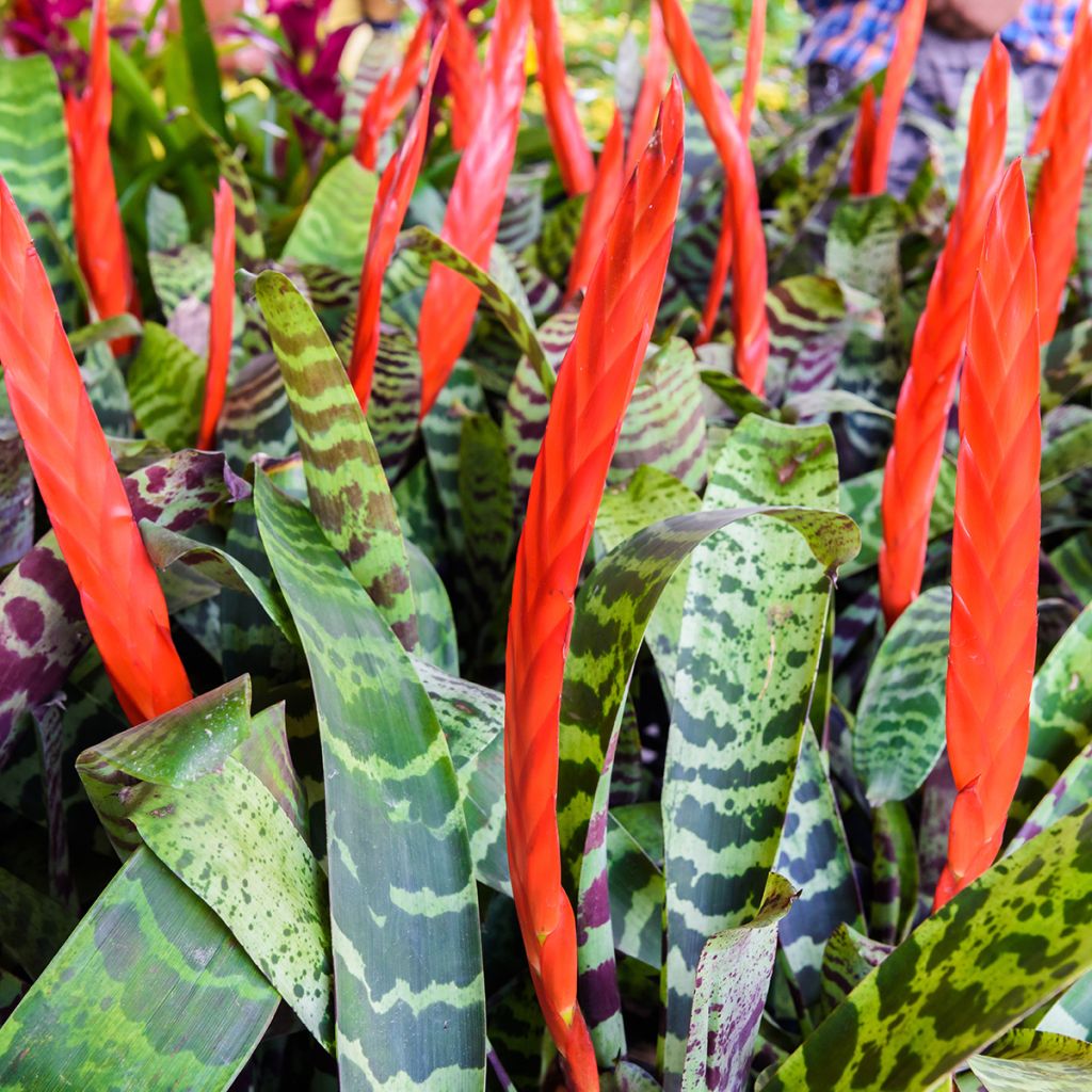 Vriesea Splendide- Bromelie