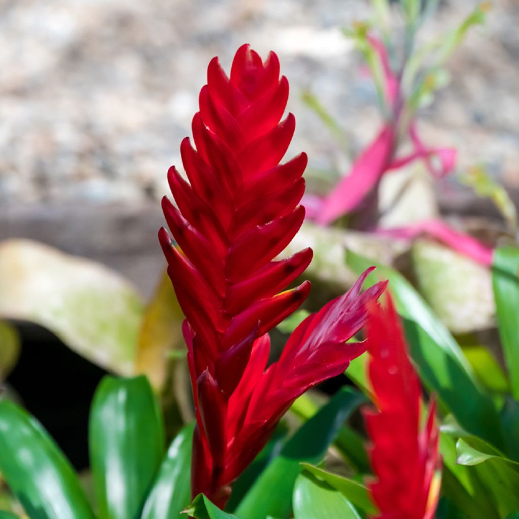 Vriesea Christiane - Flammendes schwert