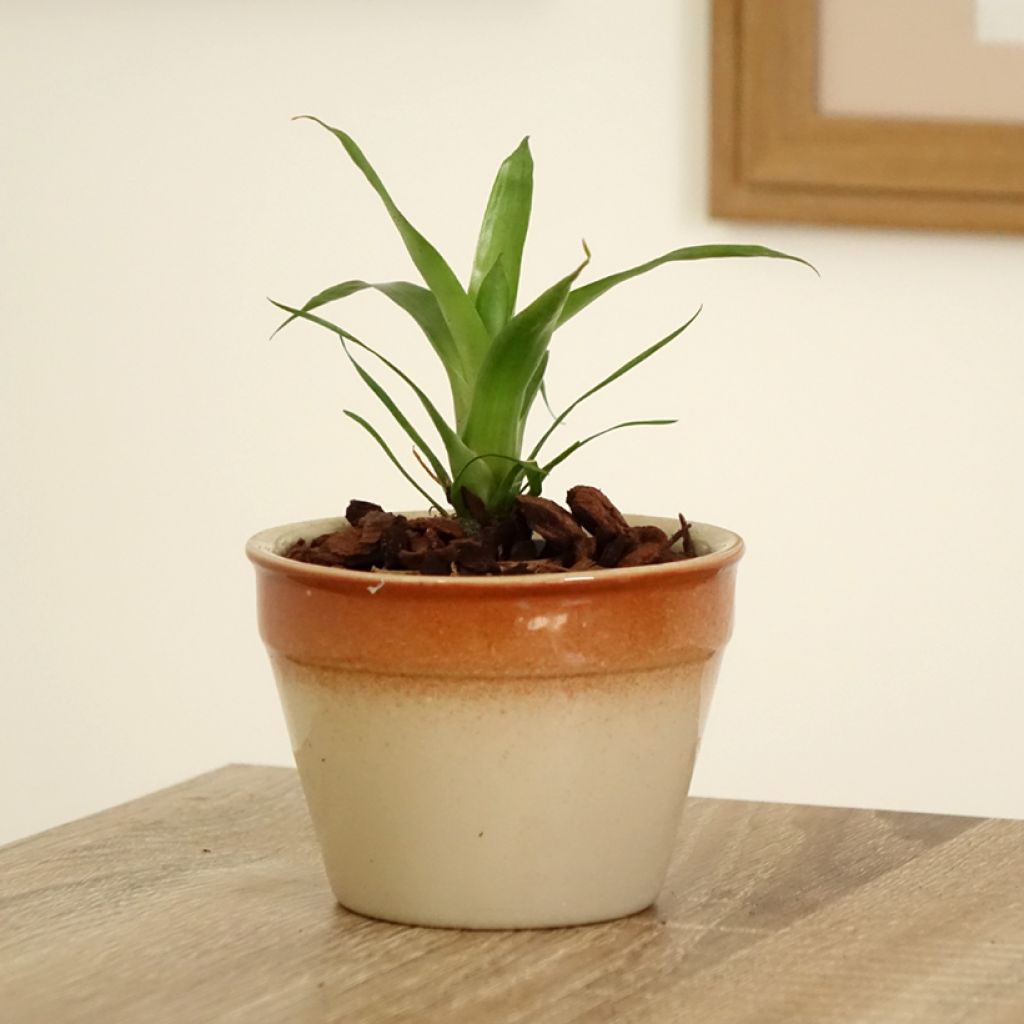 Vriesea Delphinus - Flammendes schwert