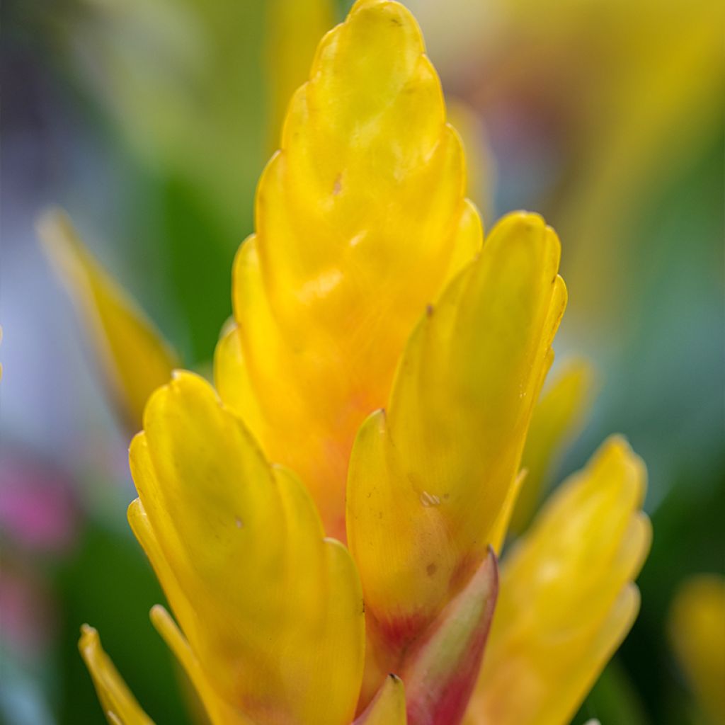 Vriesea Delphinus - Flammendes schwert