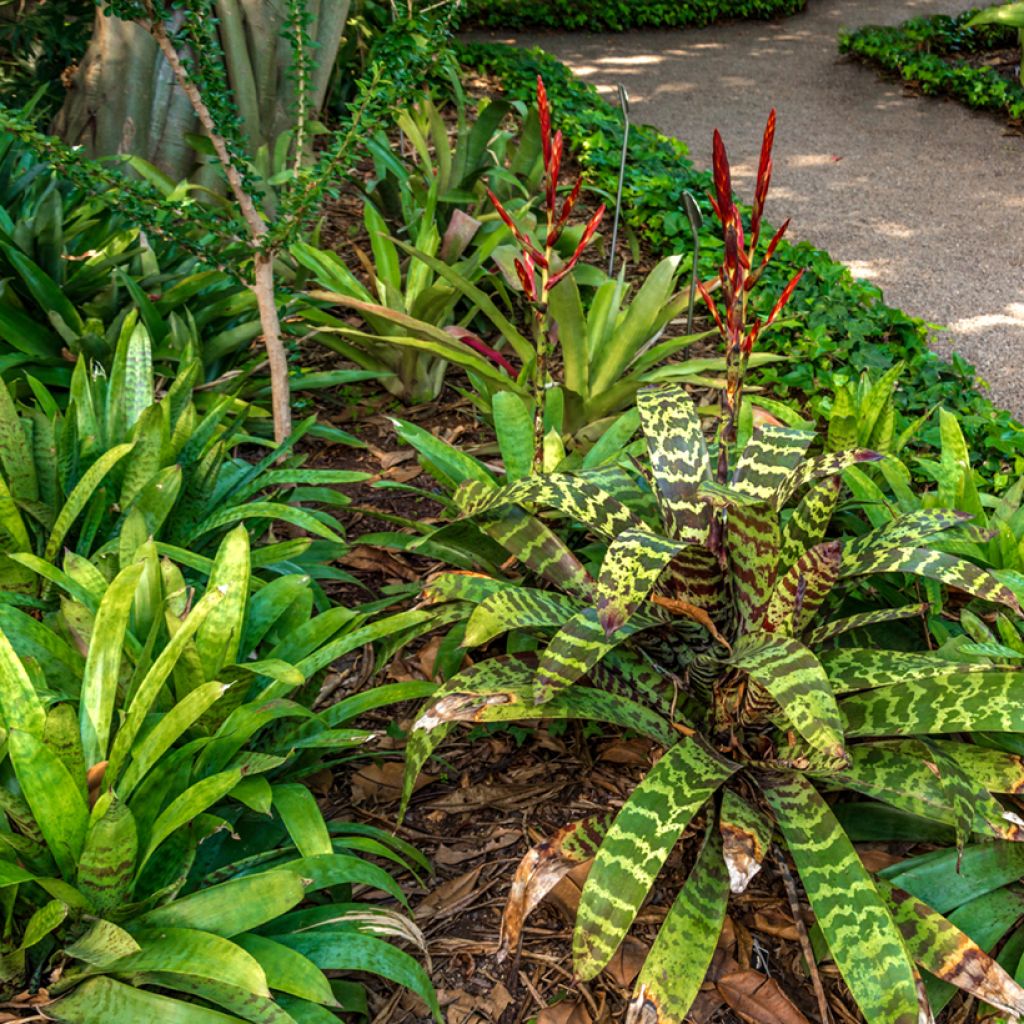 Vriesea Favoriet - Flammendes schwert