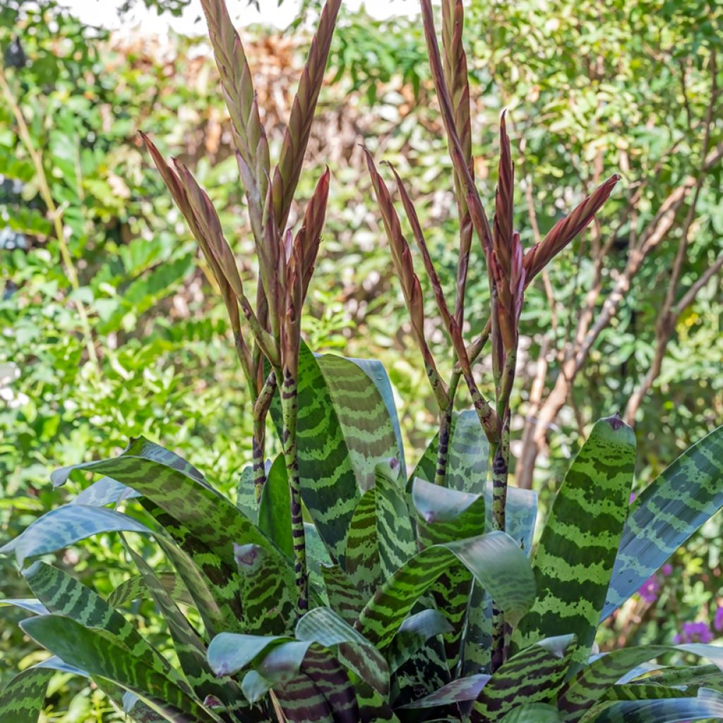 Vriesea Favoriet - Flammendes schwert