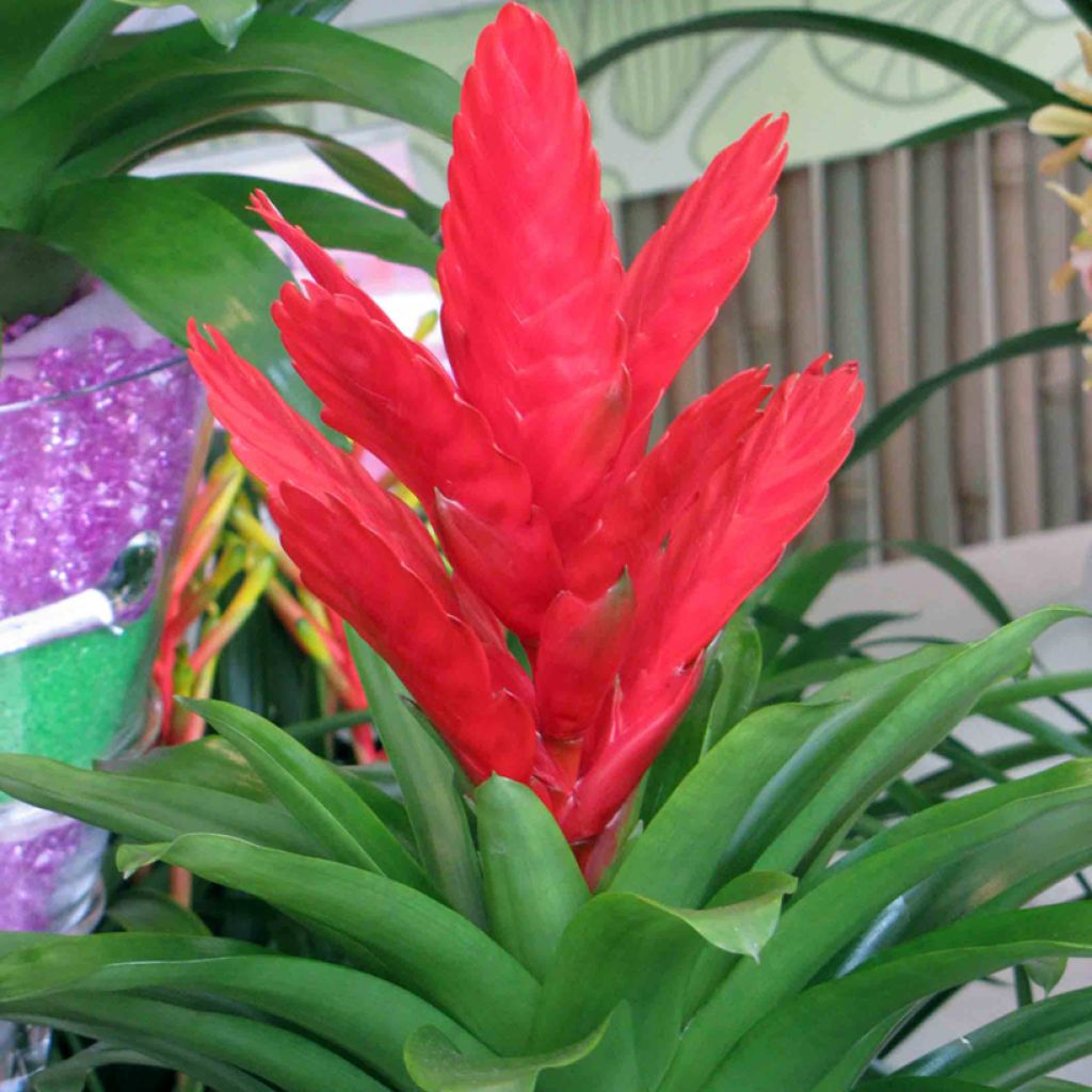 Vriesea Kallisto - Flammendes schwert