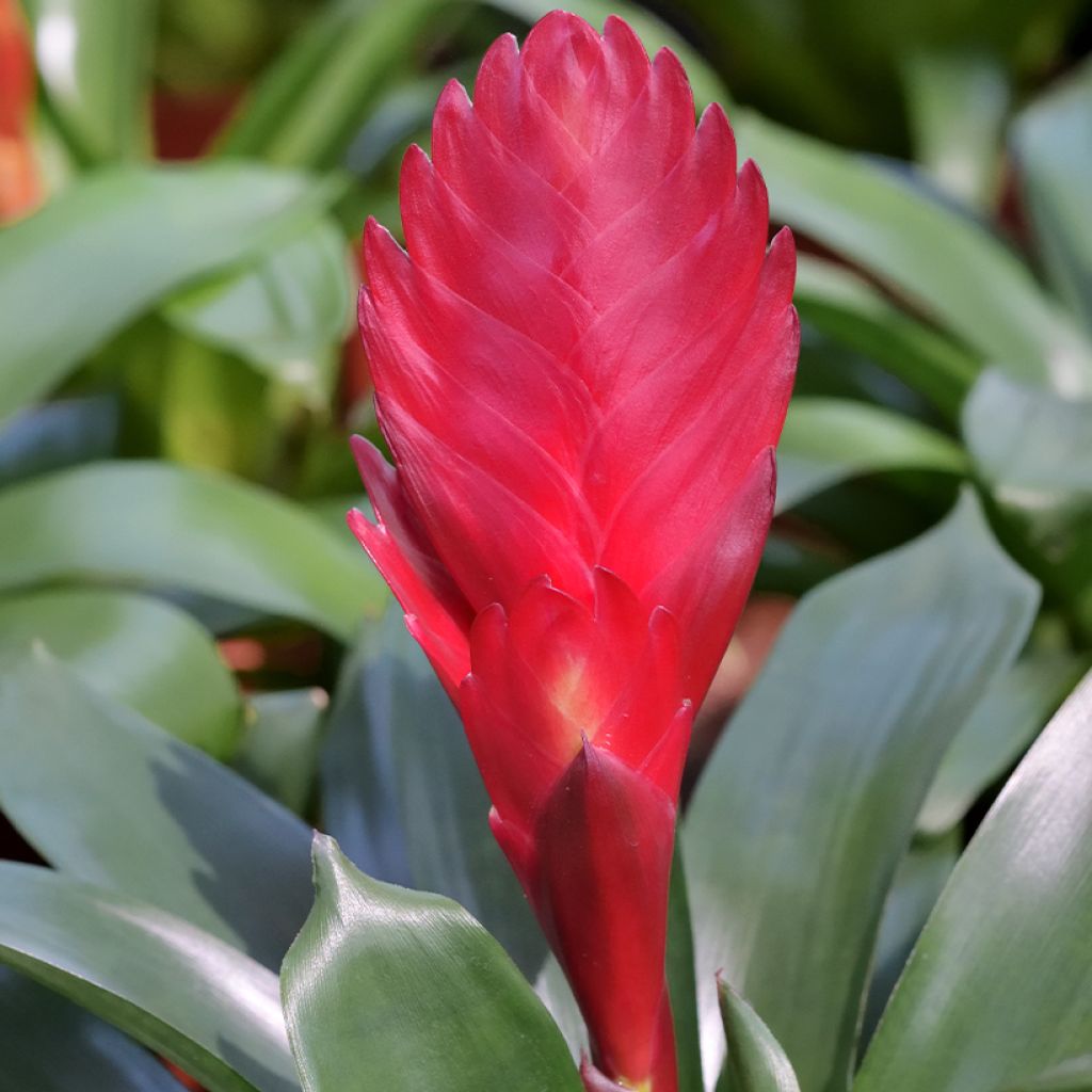 Vriesea Kallisto - Flammendes schwert