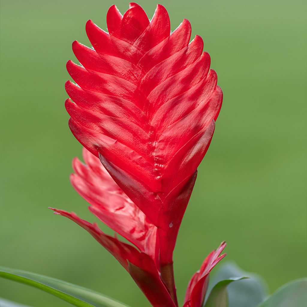 Vriesea Kallisto - Flammendes schwert