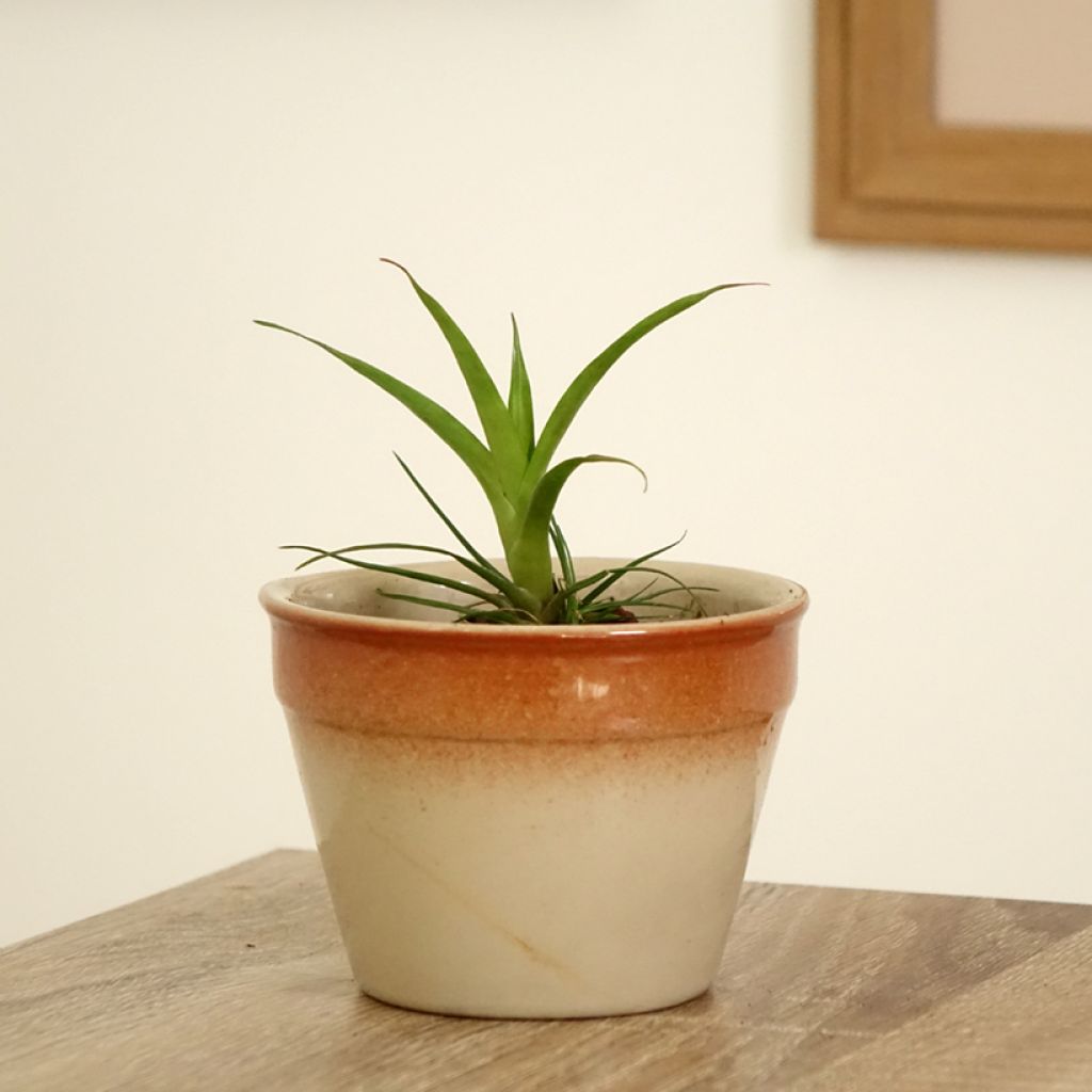 Vriesea Madonna - Flammendes schwert