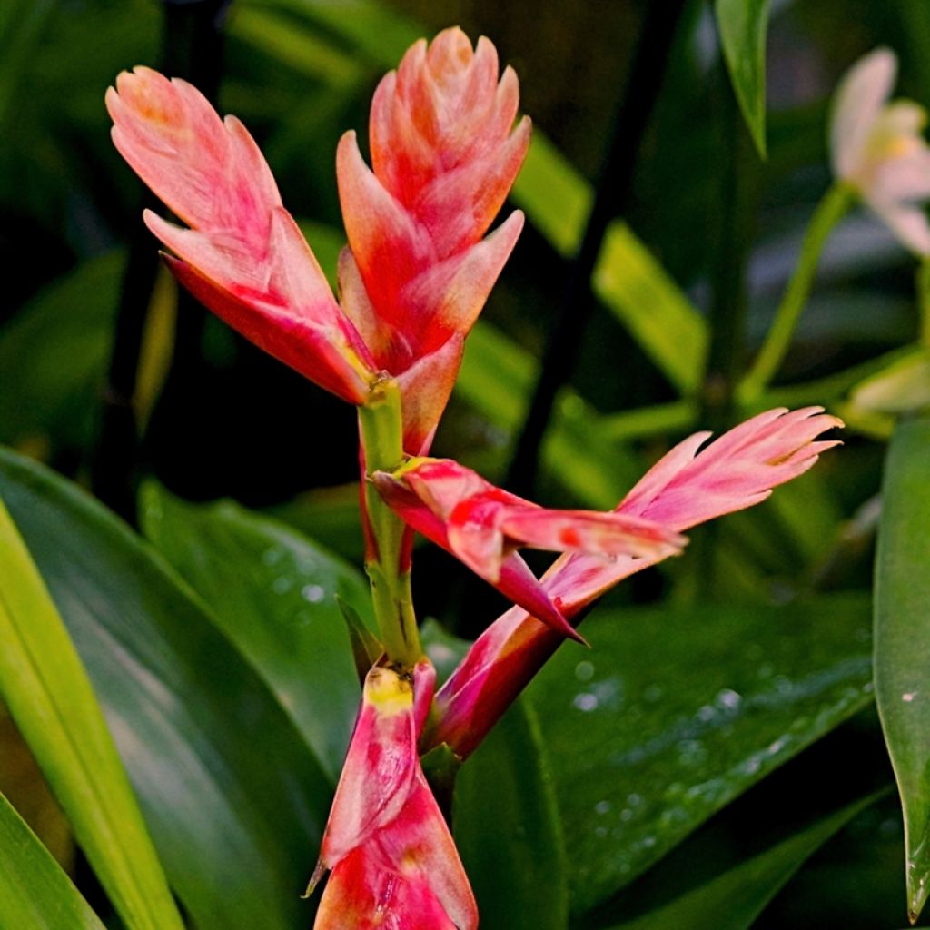 Vriesea Madonna - Flammendes schwert