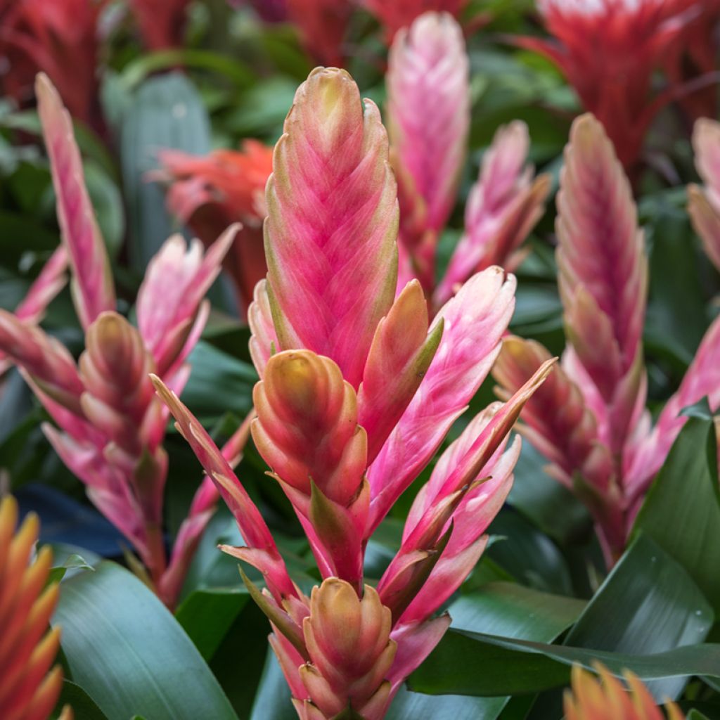 Vriesea Madonna - Flammendes schwert