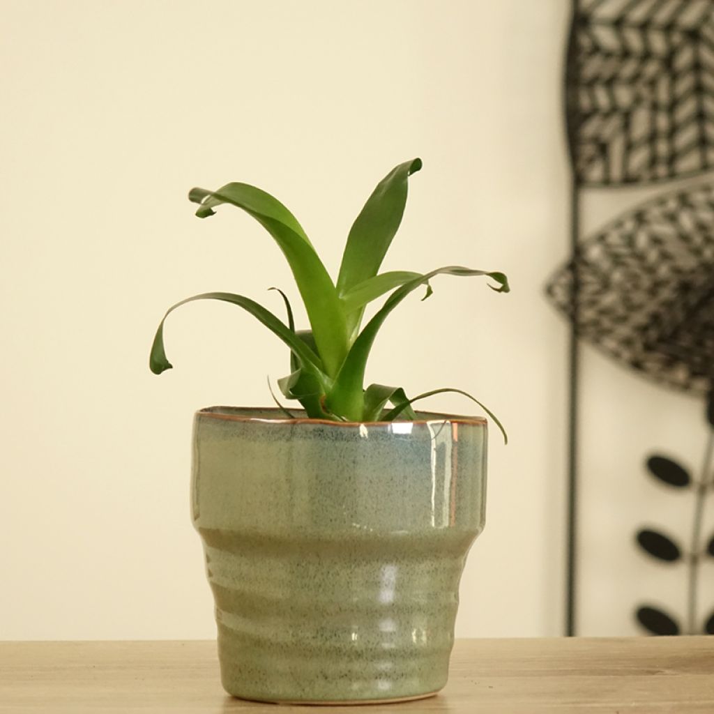 Vriesea Vogue - Flammendes schwert