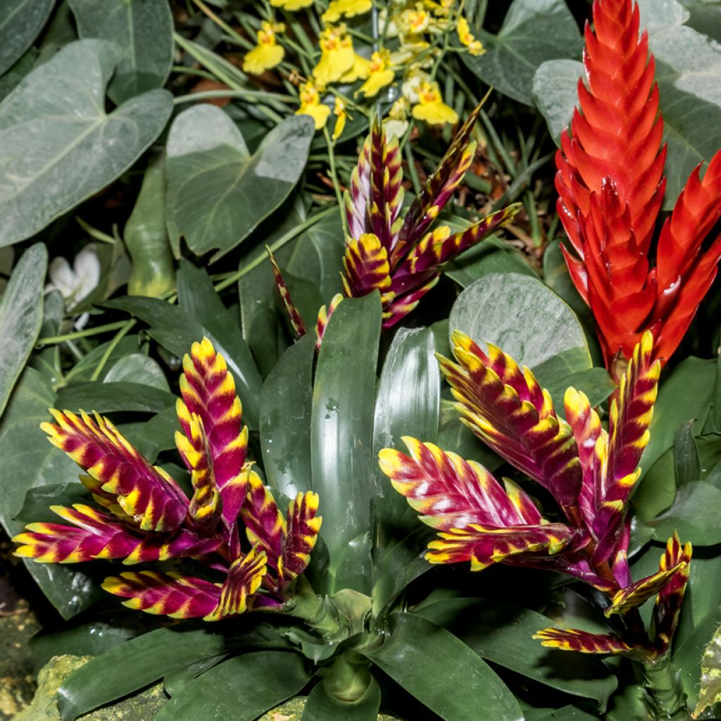 Vriesea Vogue - Flammendes schwert