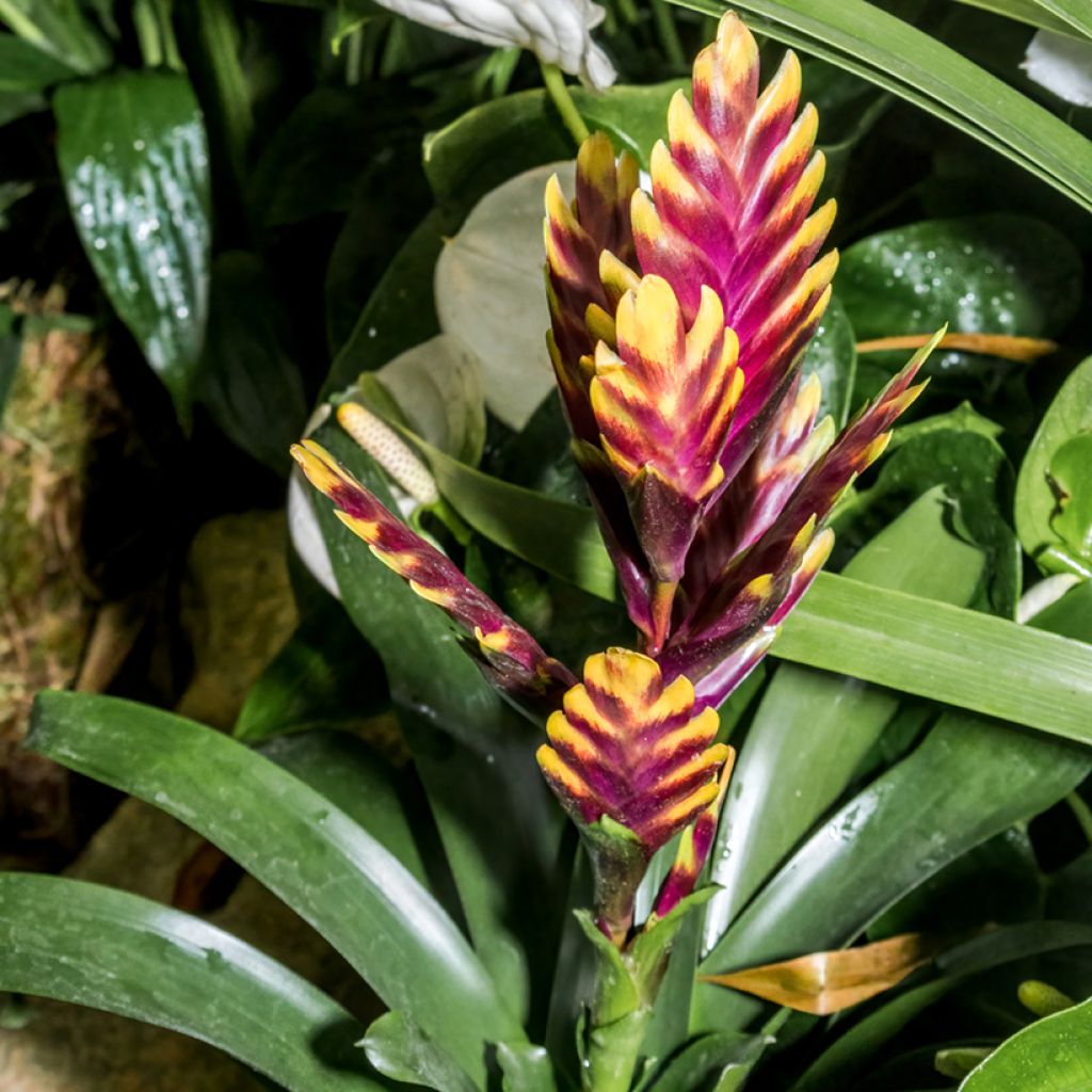 Vriesea Vogue - Flammendes schwert