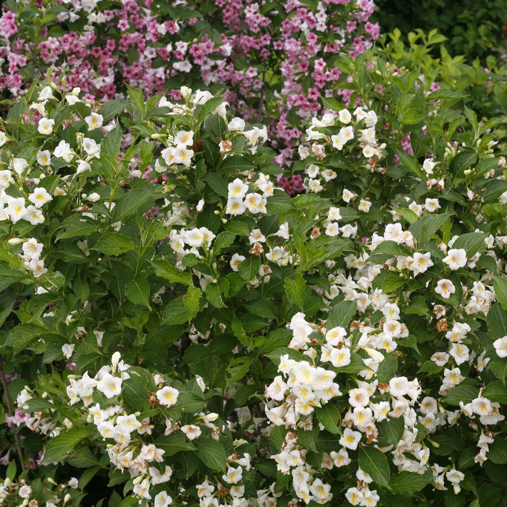 Weigela Colourtwist Sunny Side Up