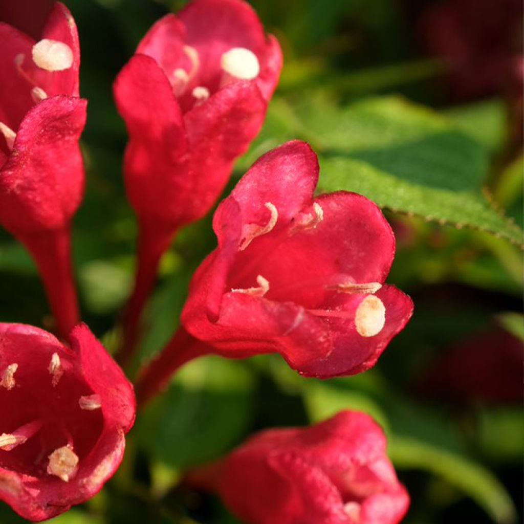 Weigela Picobella Rosso