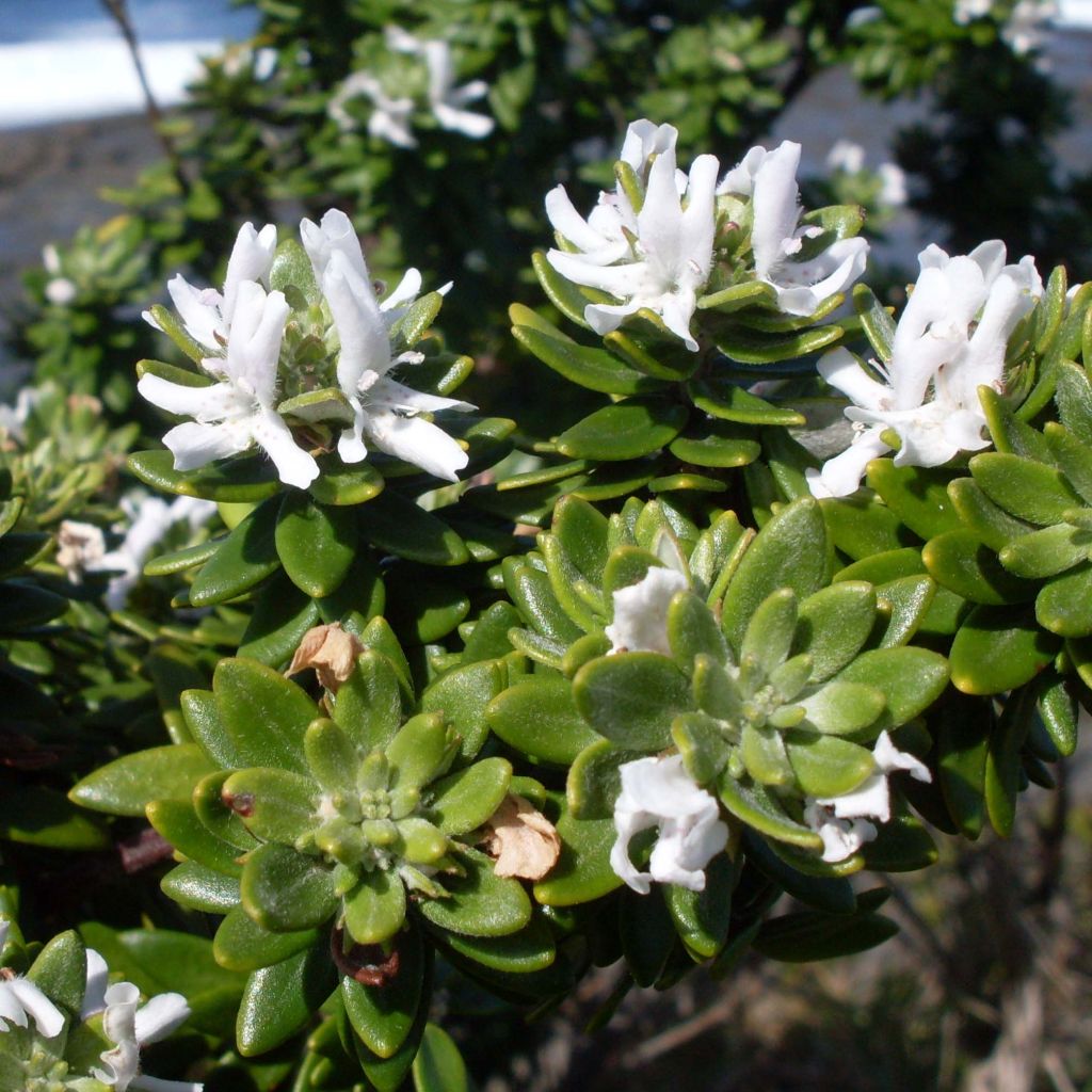 Westringia fruticosa White - Australischer Rosmarin