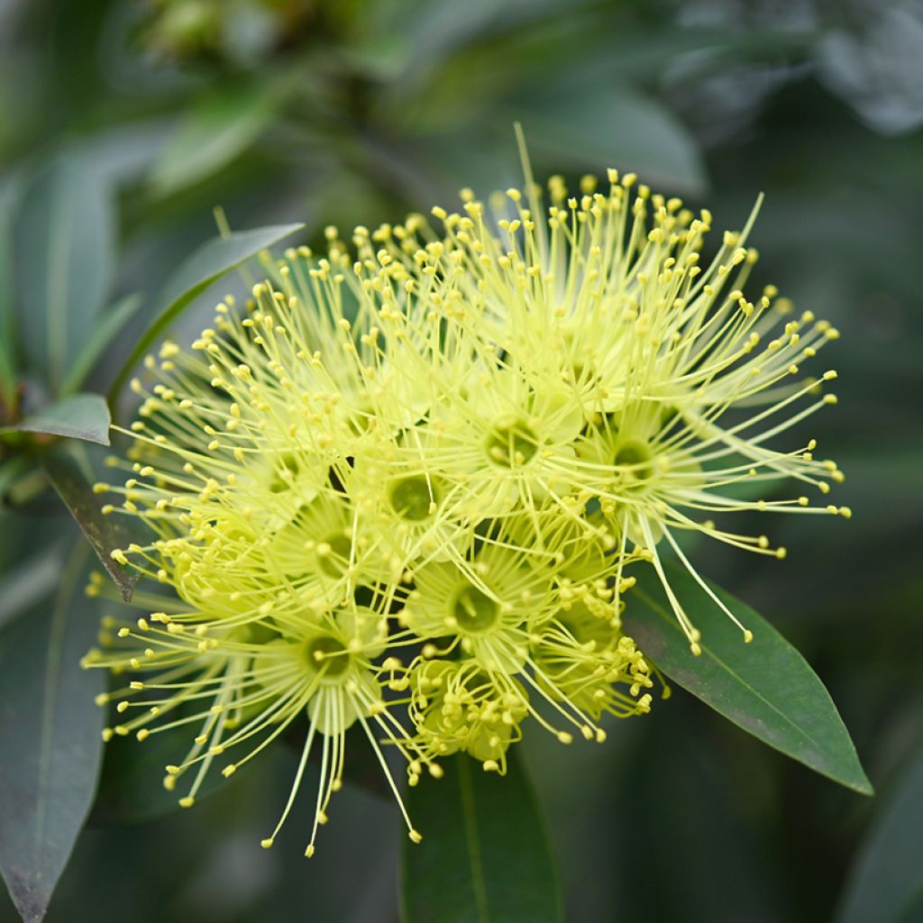Xanthostemon chrysanthus - Penda doré