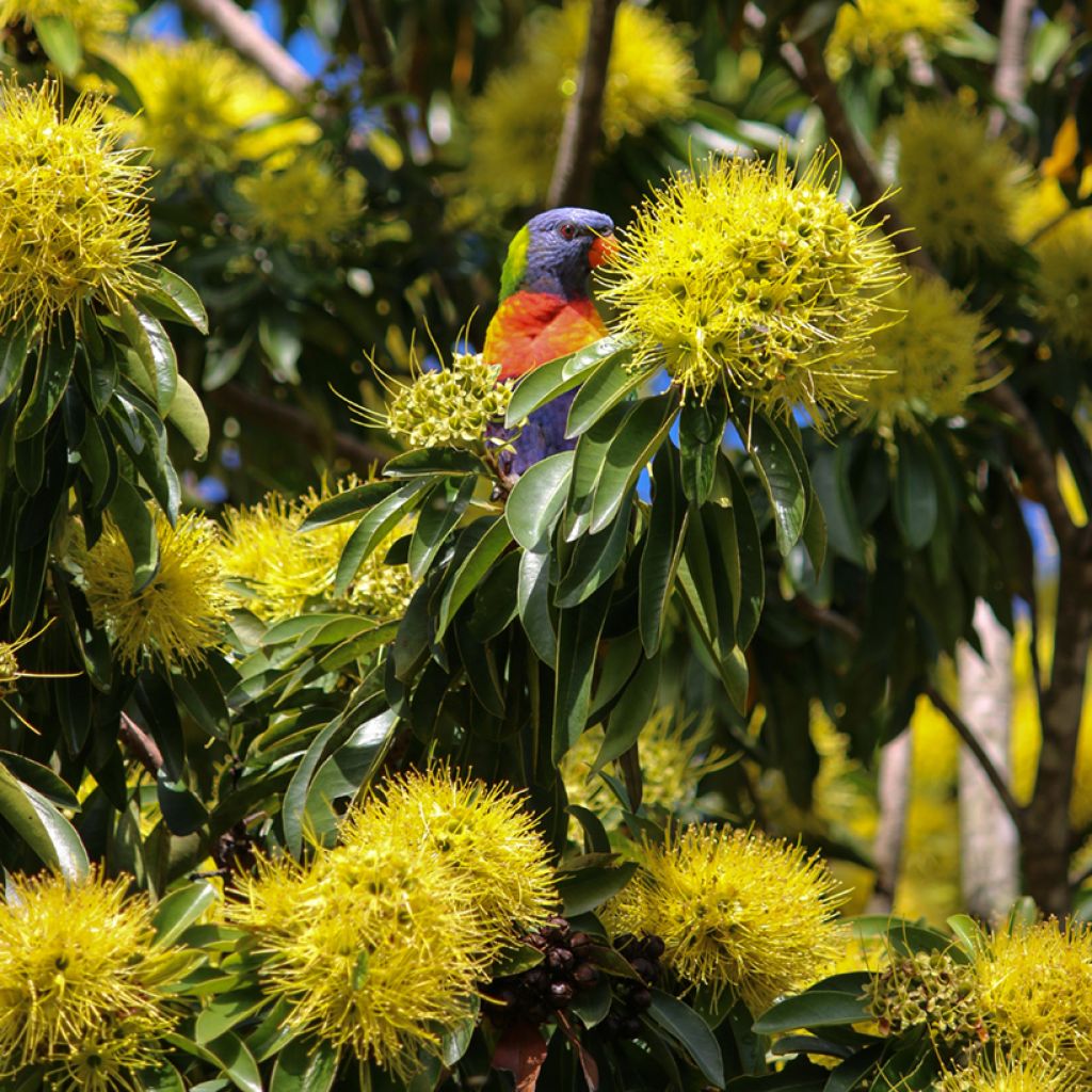 Xanthostemon chrysanthus - Penda doré