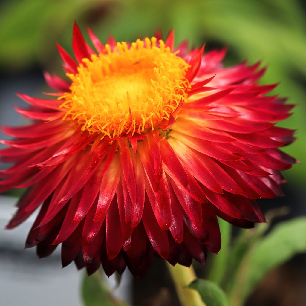 Xerochrysum bracteatum Granvia Red Flame - Garten-Strohblume