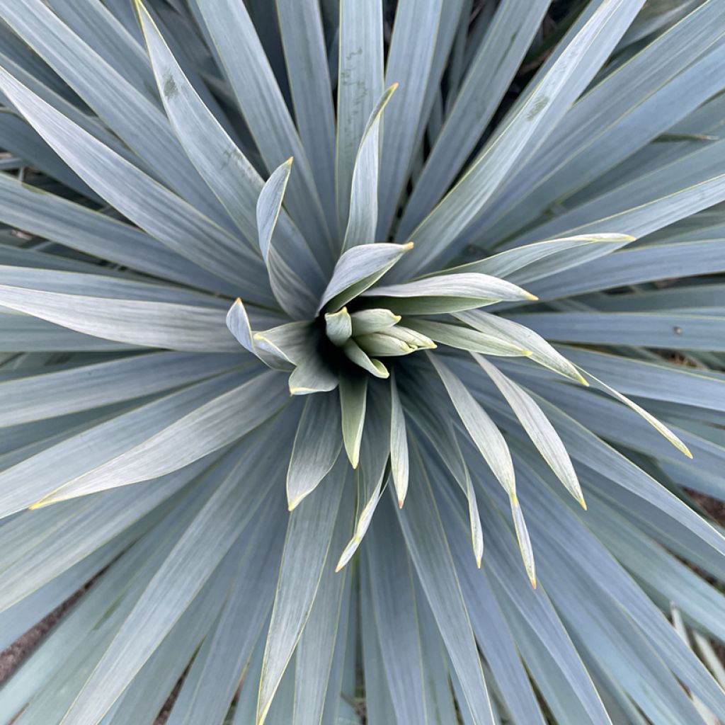 Yucca French Flag - Palmlilie