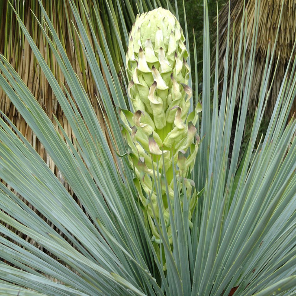 Yucca linearifolia - Schmalblättrige Yucca