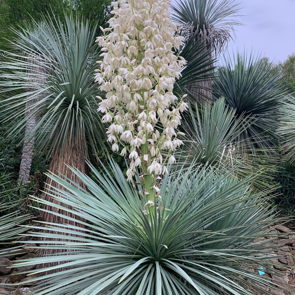 Yucca linearifolia - Schmalblättrige Yucca
