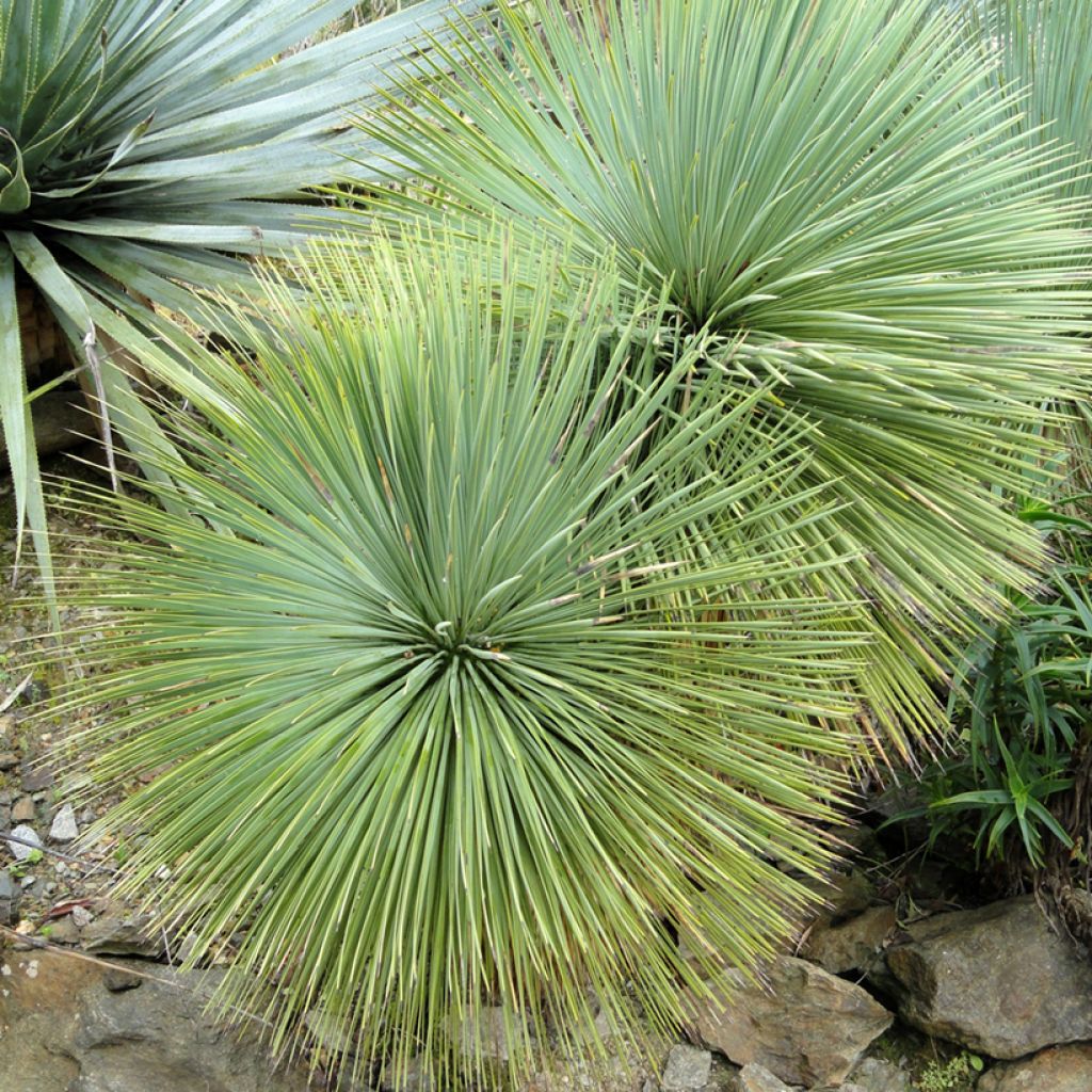 Yucca linearifolia - Schmalblättrige Yucca
