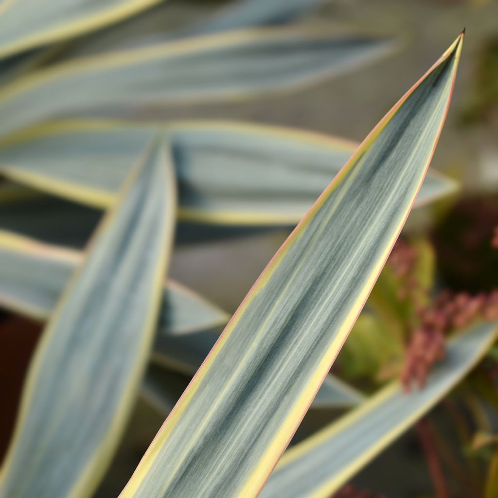 Yucca gloriosa Variegata - Kerzen-Palmlilie