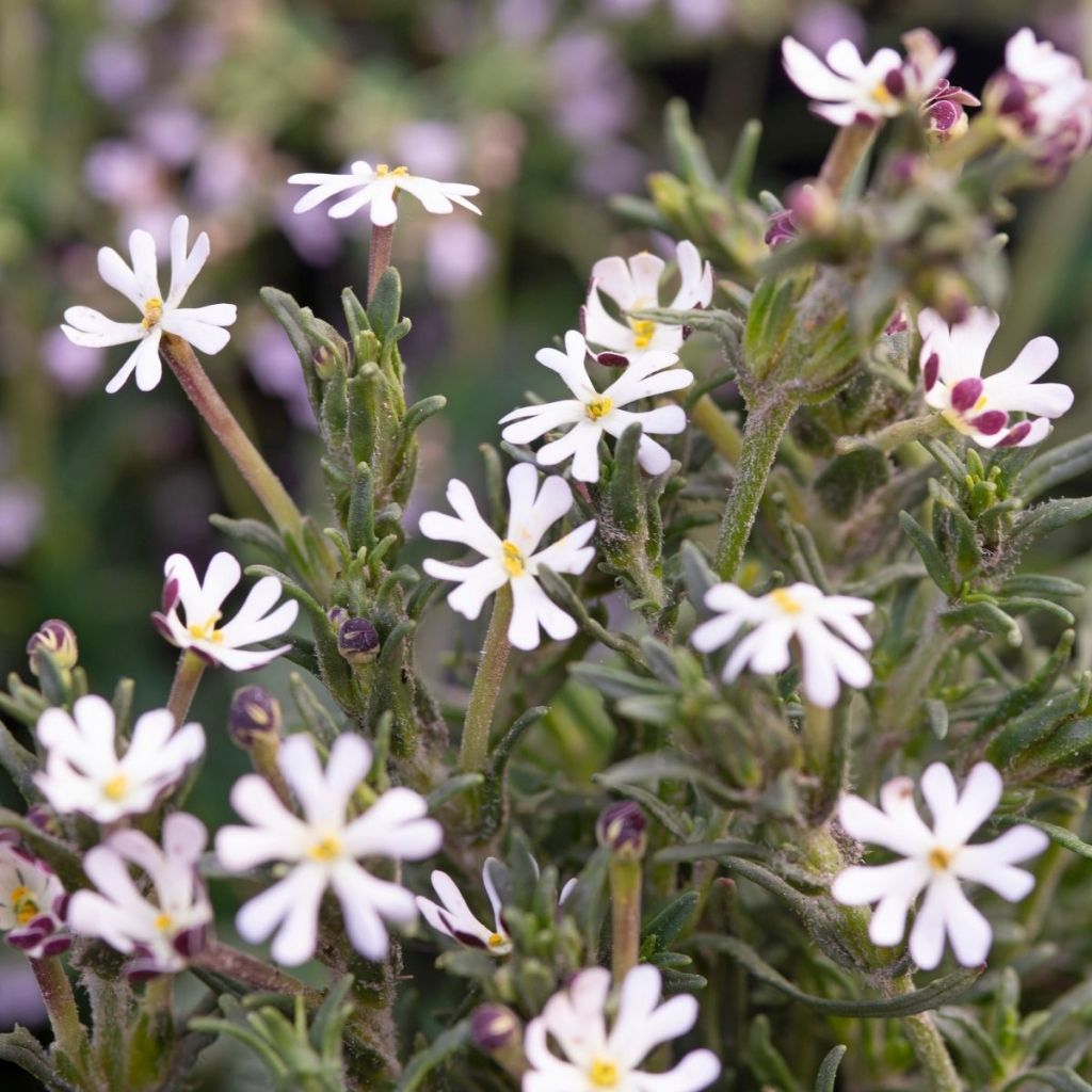 Zaluzianskya capensis (Samen) - Sternbalsam