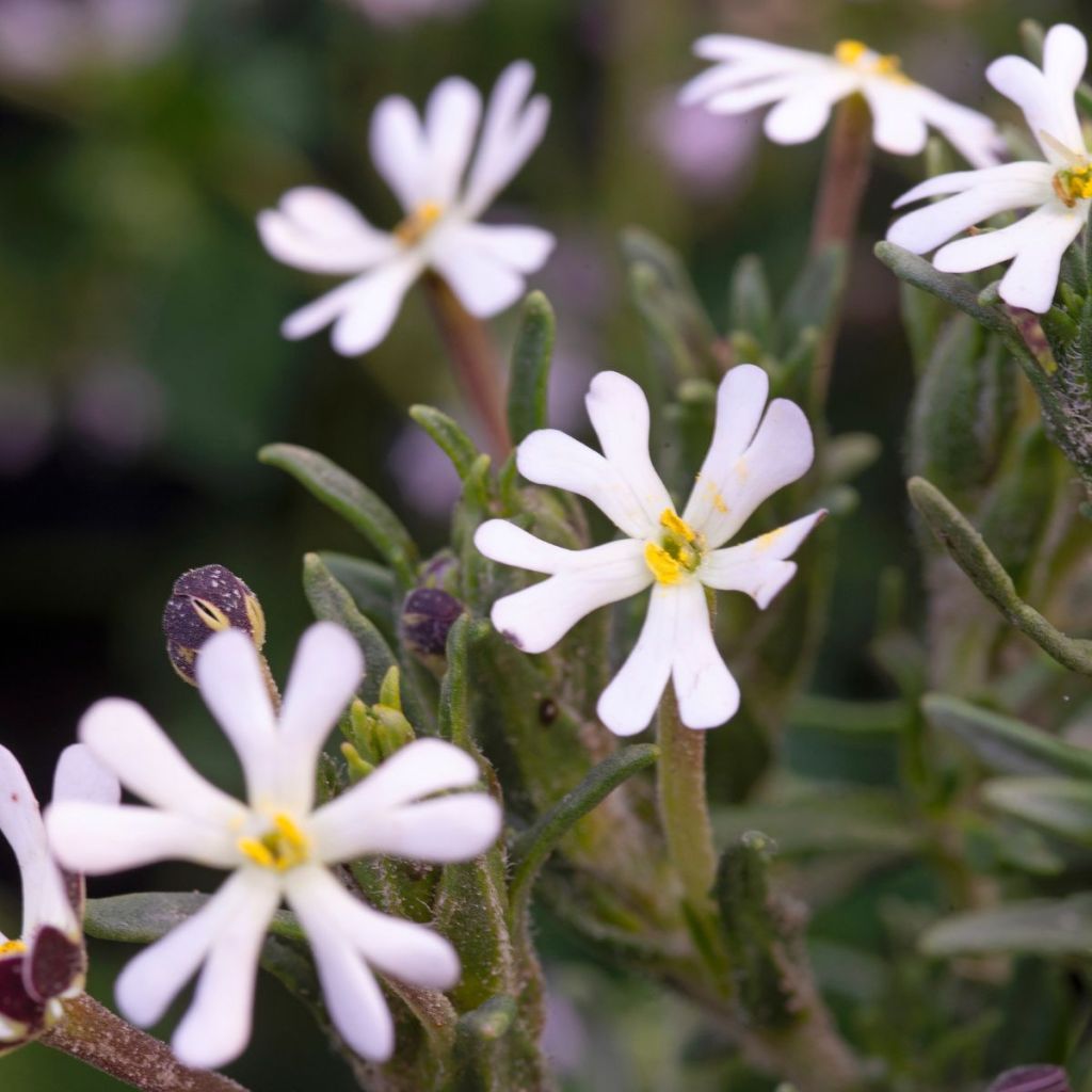 Zaluzianskya capensis (Samen) - Sternbalsam