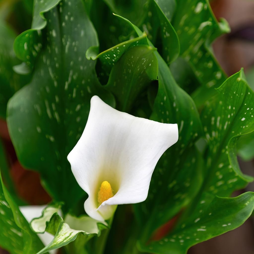 Zantedeschia aethiopica Prince Amaël - Zimmercalla