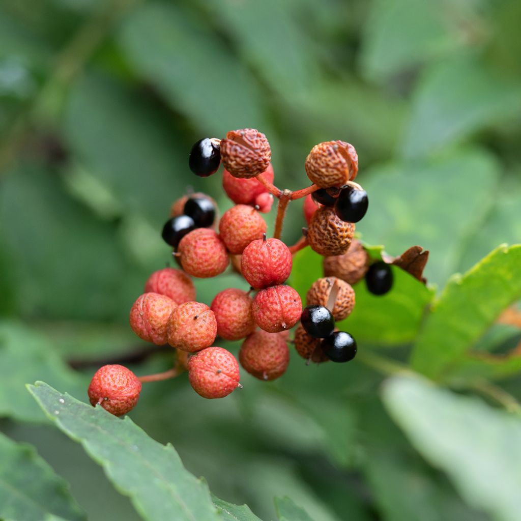 Zanthoxylum piperitum - Japanischer Pfefferstrauch