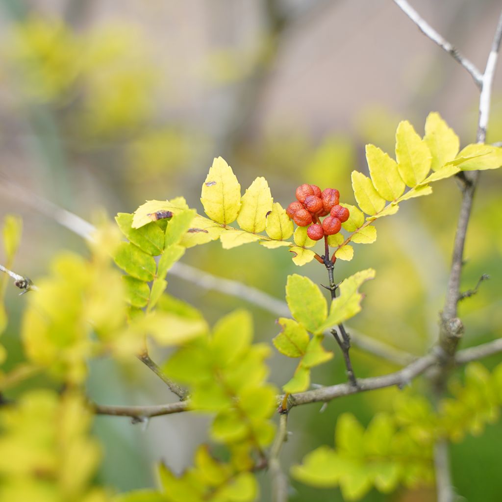 Zanthoxylum piperitum - Japanischer Pfefferstrauch