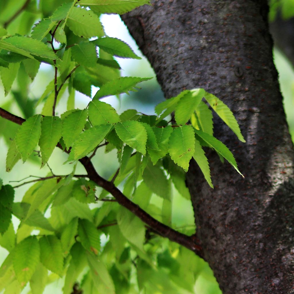Zelkova serrata - Japanische Zelkove