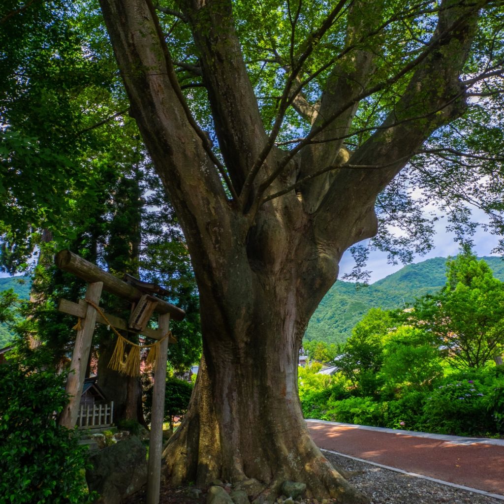 Zelkova serrata - Japanische Zelkove