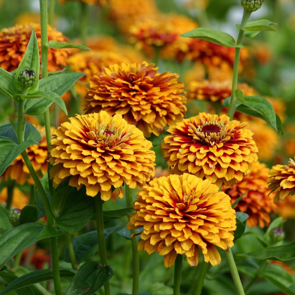 Garten-Zinnie Macarenia (Samen)