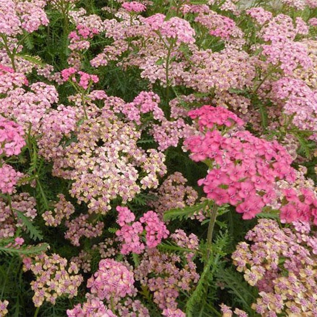 Achillea millefolium Tutti Frutti Apricot Delight - Gemeine Schafgarbe