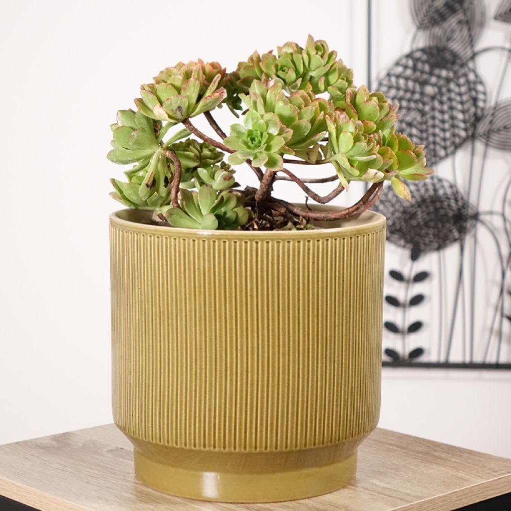 Aeonium Bronze Medal